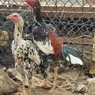 جوز دجاج باكستاني سندي