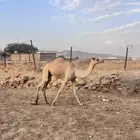 قعدان للبيع