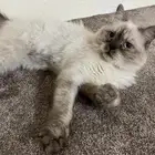قط هملايا للتبني