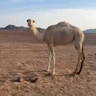 بكرة مفرودة