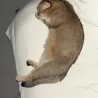 قط سكوتش