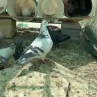 حمام أنثى للبيع نادر