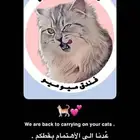 فندقة قطط الشرقية