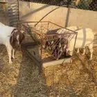 فحول بروقيت