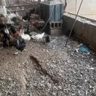 دجاج بلدي بياض للبيع