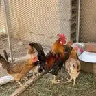 دجاج بلدي