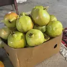 متوفر شتلات رمان