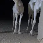 بكره عمرها 8اشهرر للبيع مالي حد