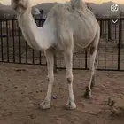 اللقحه وضحاء للبيع