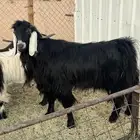 تيس عرضي شرط القريع اتيس طيب ماشاءالله الخرج