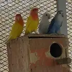 للبيع كروان و روز