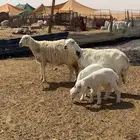 خلفات حريات