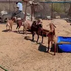 معزاء للبيع