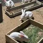 ارانب فرنسي للبيع