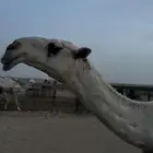 للبيع بعير