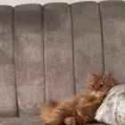 قطط ثلاثه للتبني عمرهم 6 اشهر