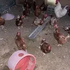 دجاج لوهمان بياض بيور للبيع