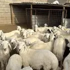 طليان جبره و تيوس