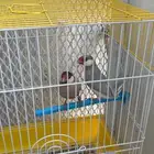 طيور الجاوا