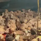صيصان بلدي محصنه