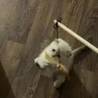 قطة سكوتش فولد