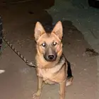 كلب جيرمن للحراسه ذكر و انثى