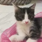 قطط تبني