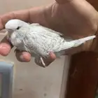 للبيع فروخ طيور حب
