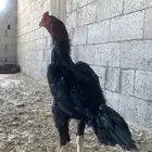 ديك شامو الماني