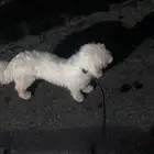 كلب ملتيزر للبيع