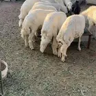 10 خرفان مشروطه