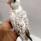 كروان هولندي فراشه