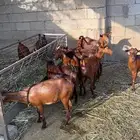 جفار دهم تأسيس مراح