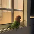 انثى روز اليف هدد داخلي
