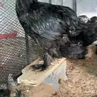 براهما