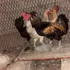 دجاج
