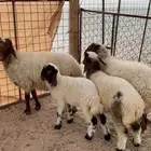 رغايث نعيم