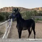 حصان