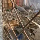 قهد للبيع