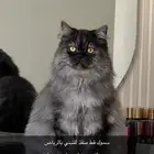 قط شيرازي للتبني