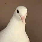 حمام فرنسي لاحم