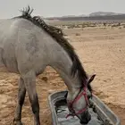 حصان للبيع
