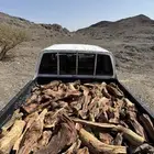 ددسن غمارتين