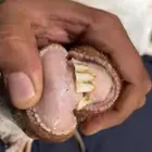 شاه تحتها انثى عمرها تقريبا 3 اسابيع