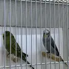 بلاك وينق سبلت بلاك فيس وبلاك فيس سبلت بلاك وينق