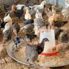 صيصان اصناف منوعه( فيومي بلدي فارسي ماكنتوش باكستاني)