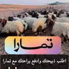 ذبايح للبيع سوق الغنم الدمام