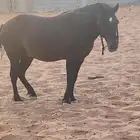 بوني فحل