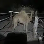 حاشي