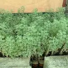 شتلات عطريات أسعار طيبه ومنافسه وشتلات مميزه